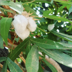 Mexican Raw Cotton